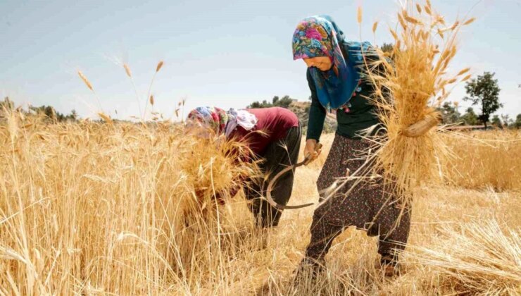 Mersin Büyükşehir Belediyesi Üreticilere Yerel Buğday Tohumu Dağıtıyor