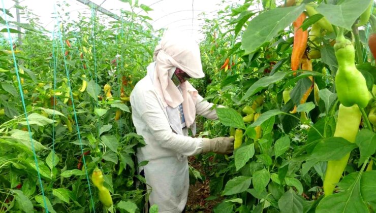 Mersin’de Seralarda Çalışan Çalışanlar 50 Derece Sıcaklıkta Biber Hasat Ediyor