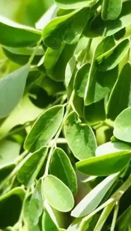 moringa bitkisi turkiyede nerede yetisir moringa cayi yararlari nelerdir 2 A9TtS2hR