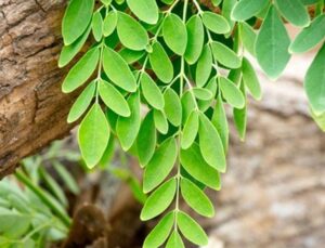 Moringa Bitkisi Türkiye’de Nerede Yetişir? Moringa Çayı Yararları Nelerdir?