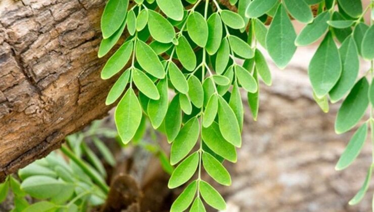 Moringa Bitkisi Türkiye’de Nerede Yetişir? Moringa Çayı Yararları Nelerdir?