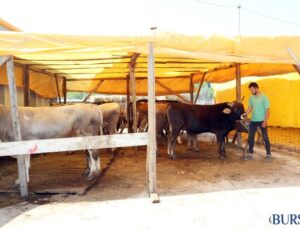 Mudanya’da Yeni Kurban Pazarı Açıldı