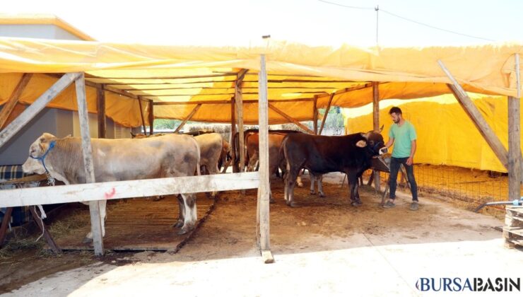 Mudanya’da Yeni Kurban Pazarı Açıldı