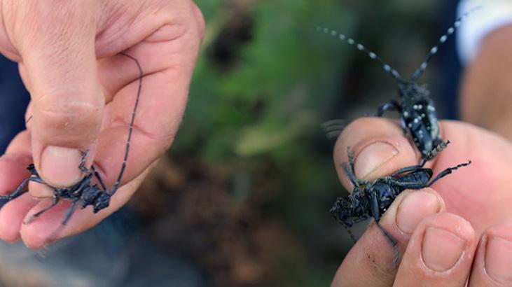 Muğla’da İlk Kez Görüldü! ‘Drakula’ İstilası Alarma Geçirdi