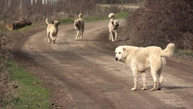 Muş’ta Başıboş Köpekler Oyun Oynayan 2 Kardeşe Saldırdı!