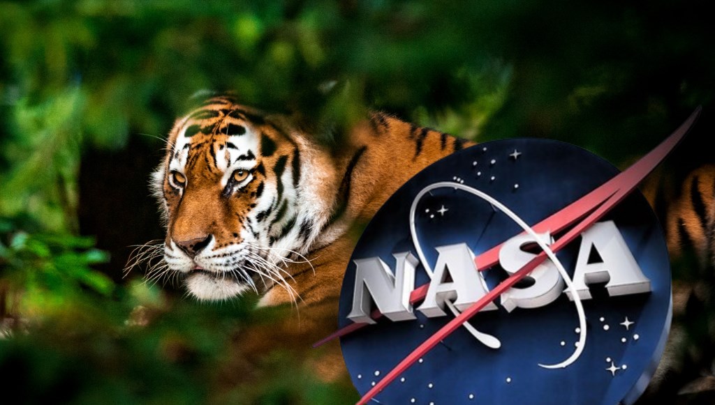 NASA Dünya’ya İndi: Jenerasyonu Tehlike Altındaki Hayvanları İzliyor