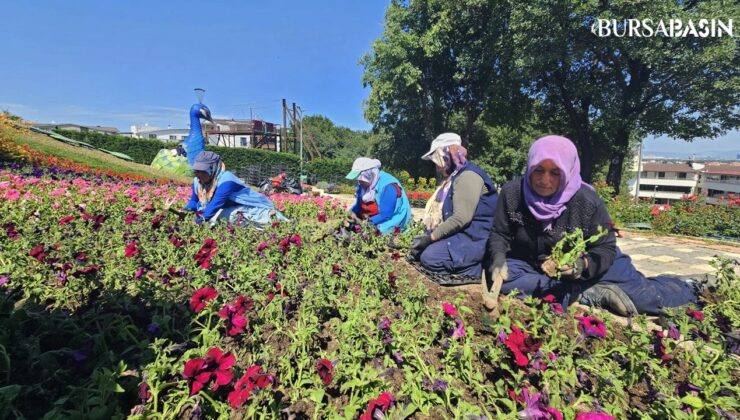 Osmangazi Belediyesi Yaz Aylarında 338 Bin Çiçeği Toprağa Dikiyor