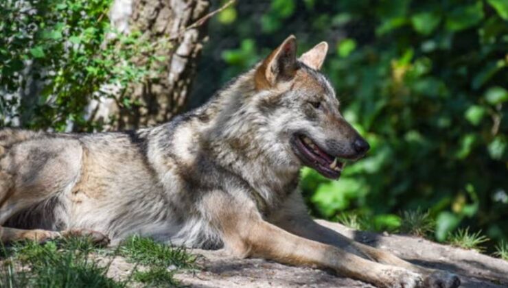 Paris’in Dışındaki Hayvanat Bahçesinde Dehşet: “Hayattan Uzaklaşmak” İçin Gitti, Üç Kurdun Saldırısına Uğradı