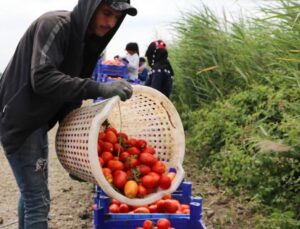 Pazarda, Markette 4 Katı Fiyata Satılıyor! Hasat Erken Başladı