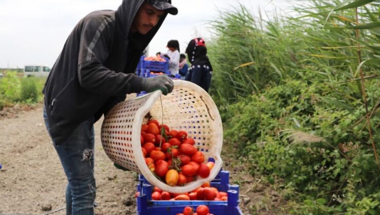 Pazarda, Markette 4 Katı Fiyata Satılıyor! Hasat Erken Başladı