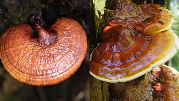 Reishi Mantarı Nedir Ne İşe Yarar? Faydaları Nelerdir?