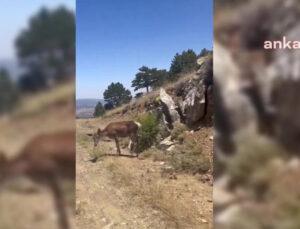 Salda Gölü Etrafına Bırakılan Kızıl Geyiklerden Biri Tabiatta Beslenirken Görüntülendi