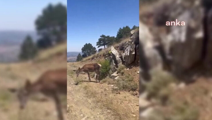 Salda Gölü Etrafına Bırakılan Kızıl Geyiklerden Biri Tabiatta Beslenirken Görüntülendi