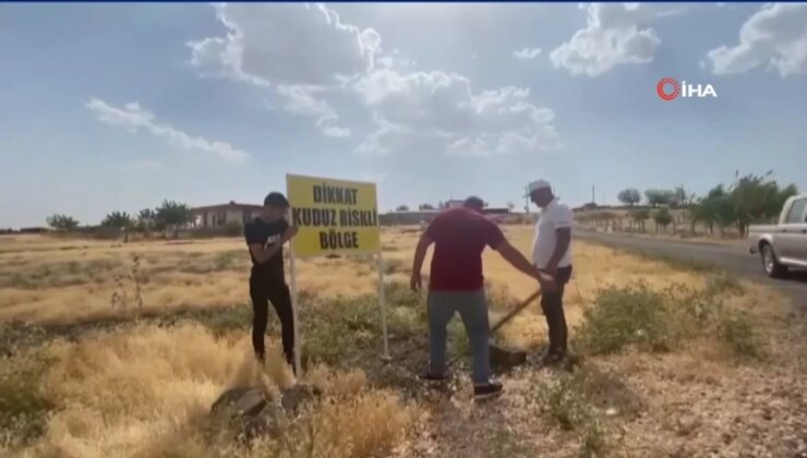 Şanlıurfa’da Bir Kuduz Olayı Daha Vatandaşlar Tedbir Almadığı Gerekçesiyle Belediyeyi Eleştirdi – ‘Çocuklarımız Okula Gidemiyor’