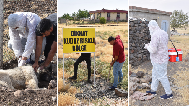 Şanlıurfa’da Müşahede Altına Alınan Sahipsiz Köpek Öldü: Bir Mahalle Kuduz Nedeniyle Karantinaya Alındı