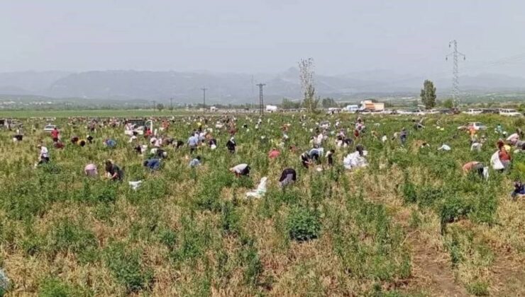 Satamadığı Soğanı Hayrına Dağıttı