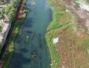 Seyhan Nehri Yosunla Kaplandı