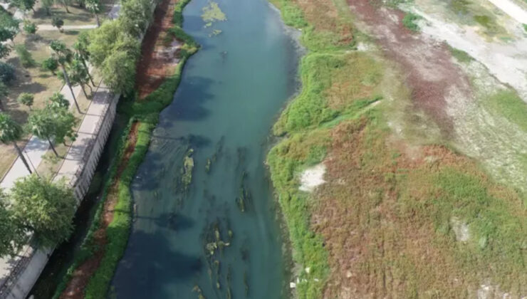 Seyhan Nehri Yosunla Kaplandı