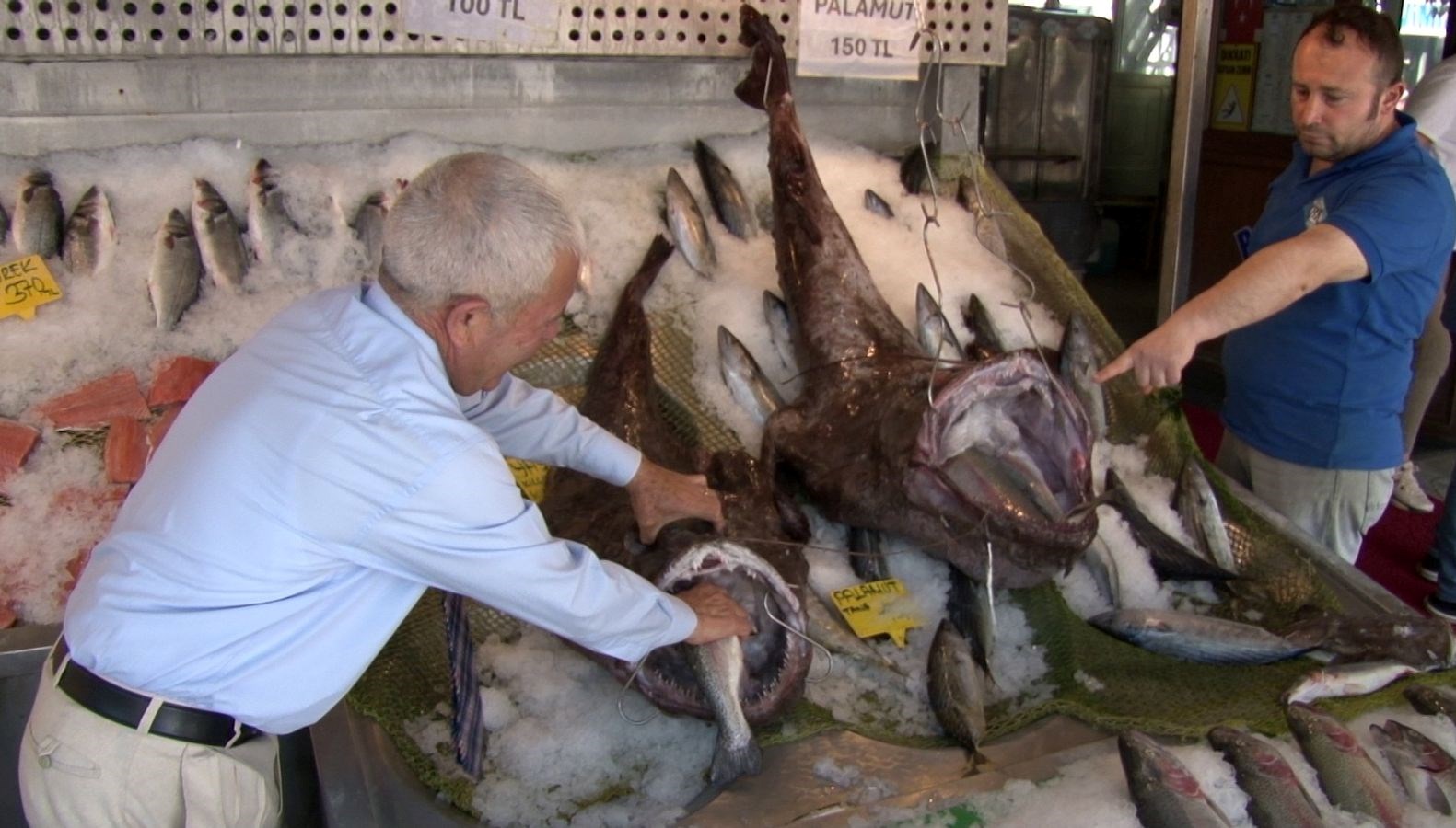 Silivri Açıklarında Yakalandı! 41 ve 30 Kilo Tartısında