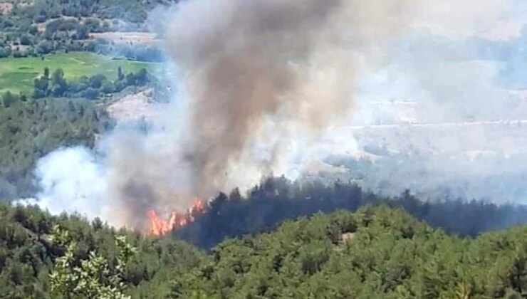 Sinop’ta Orman Yangını: 3.5 Hektar Alan Zarar Gördü