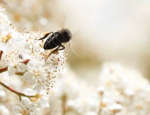 Siyah Arı Balı Özü (Black Beeome) Nedir?