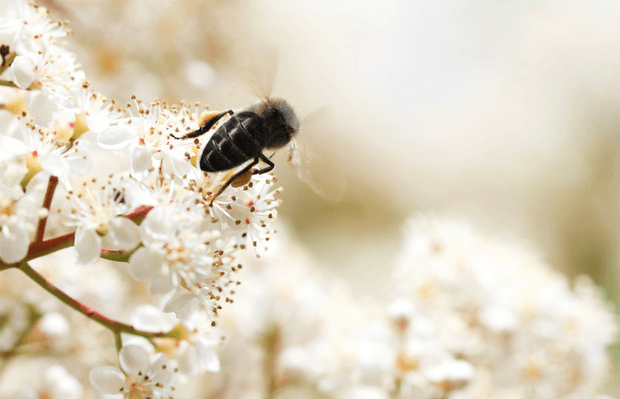 Siyah Arı Balı Özü (Black Beeome) Nedir?