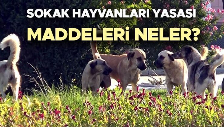 Sokak Hayvanları Yasası 2024 Son Durum (29 Haziran 2024) | Sokak Hayvanları Yasası Meclis’ten Geçti Mi, Maddeleri Neler? Köpekler Uyutulacak Mı? İşte Yasa Teklifinde Son Durum!