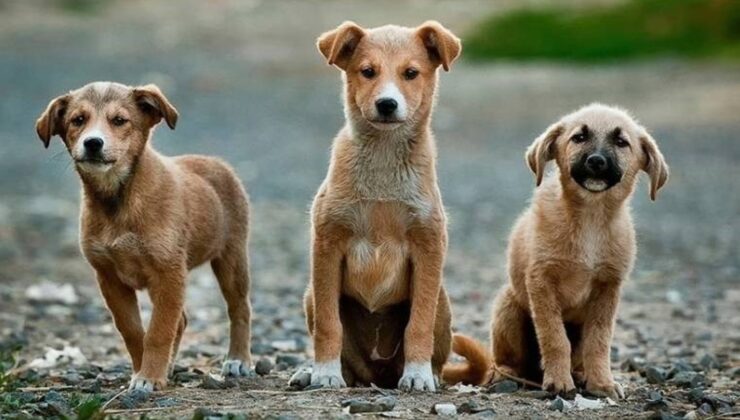 Sokak Hayvanlarıyla İlgili Yasa Teklifinde ‘Uyutma/Öldürme’ye Formül: Hastalıklı ve Saldırgan Köpeğe Ötenazi