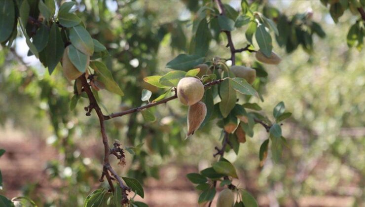 Son Araştırmalar Yeni Yararını Ortaya Çıkardı! Sabahları 3 Tane Yemek Yetiyor