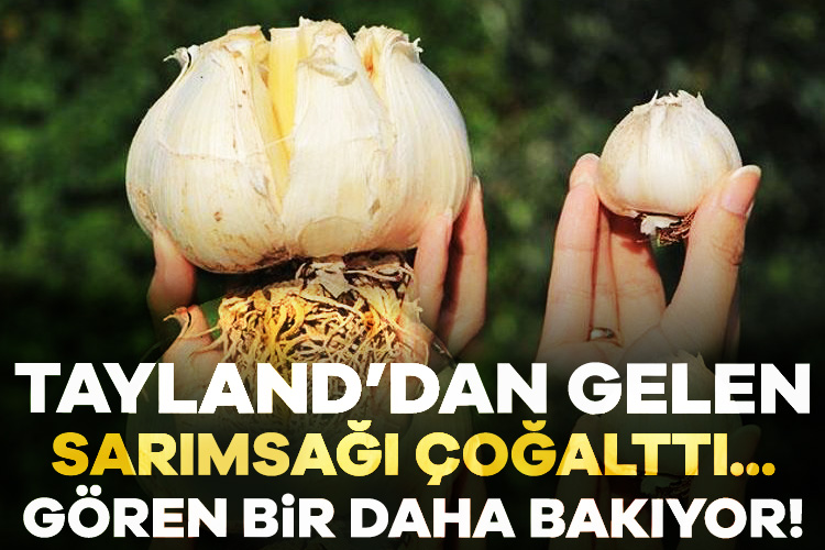 Tayland’dan Gelen Sarımsağı Çoğalttı… Gören Bir Daha Bakıyor!