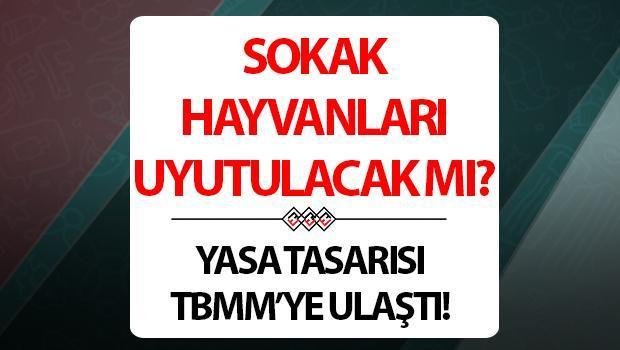 TBMM’ye Geldi.. Sokak Hayvanları Uyutulacak Mı? Sokak Hayvanları Yasası Son Durum (23 Haziran)