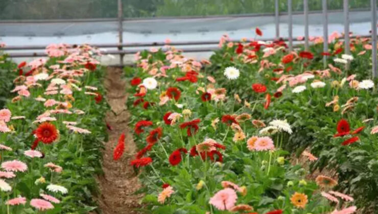 Tokat Kesme Çiçek Üretiminde İkinciliği Hedefliyor