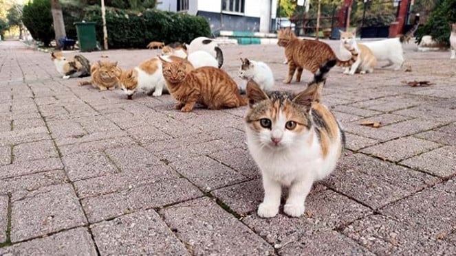 Türkiye’nin Kedi Aşkı Dünya Gündeminde! Yeni Turizm Elçisi Olarak Kabul Ediliyor