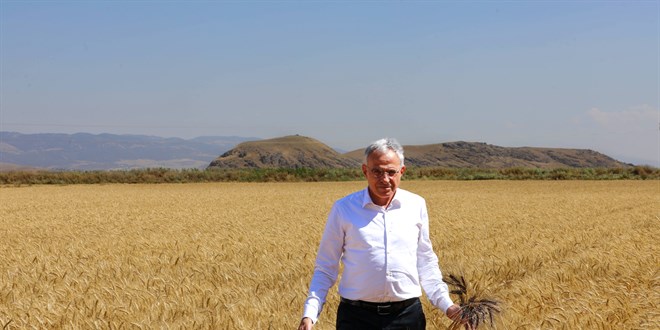 Üniversitenin Buğday Tarlasından Hasat Edilen Ürün Öğrencilere Burs Oluyor