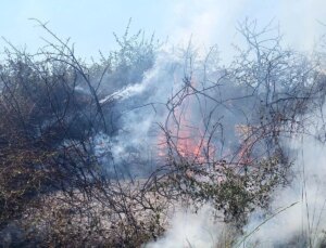 Yalova’da Çavuşçiftliği Köyünde Arazi Yangını Söndürüldü