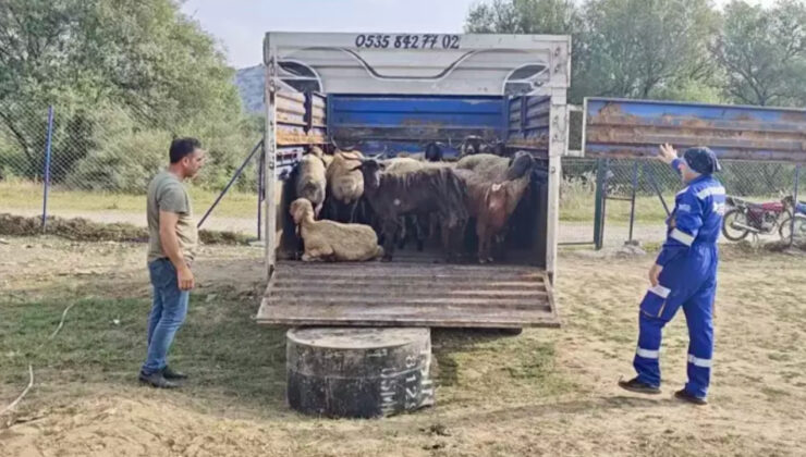 Yangında Yaralanan 29 Küçükbaş Tedaviye Alındı