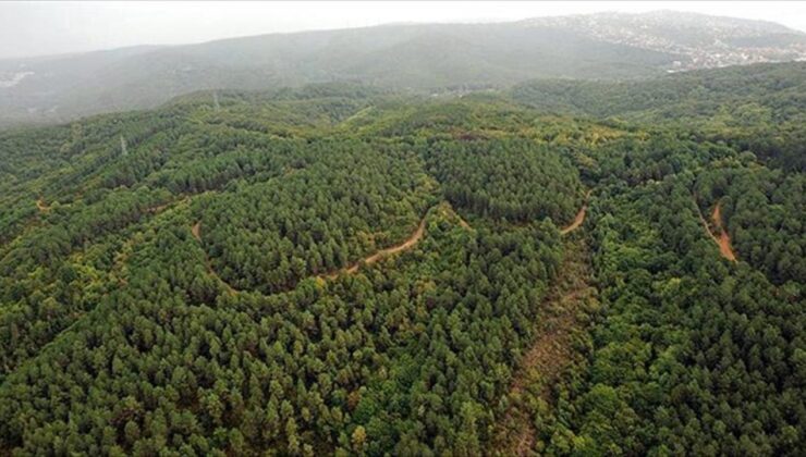 Yaygınlaşan Terapi Ormanları “Strese İyi Gelecek”