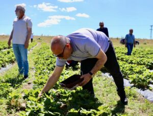 ‘Yetişmez’ Denilen Yerde 400 Tonluk Üretim! 16 Milyon Lira Kazandı