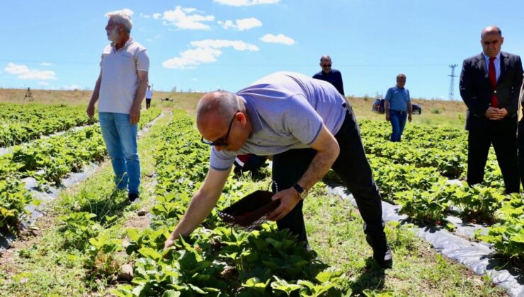 ‘Yetişmez’ Denilen Yerde 400 Tonluk Üretim! 16 Milyon Lira Kazandı