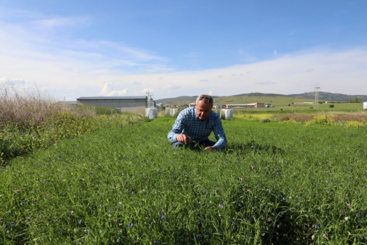 Yozgat’ta Yem Bitkisi “Duduhanım” Onaylandı