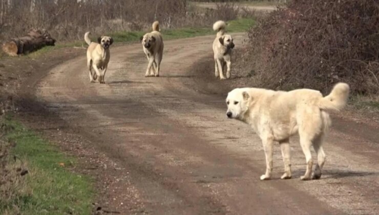 Zafer Partili Başkan Yardımcısı, Çocuklara Beddua Etti: Keşke Köpekler Şunlara Dalıp Parçalasa