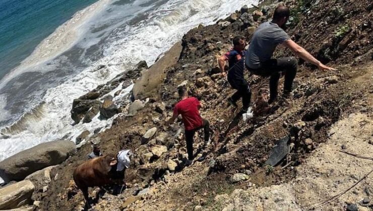 Zonguldak’ta Denize Kaçan Boğa 200 Metre Yüzdü