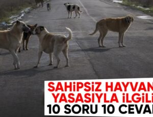 10 Soruda Başıboş Hayvanlara Yönelik Düzenleme