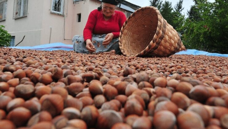 2024 Fındık Rekoltesi Ne Kadar Olacak? Sonuçlar Yakında Açıklanıyor!