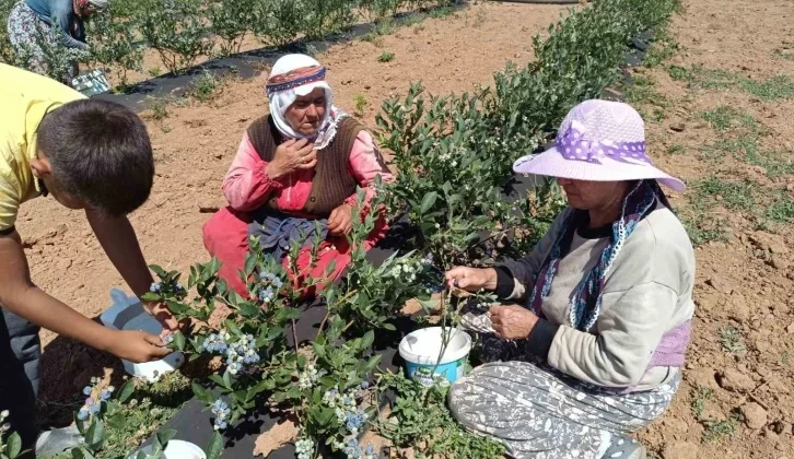 3 Yıl Önce Kurak Bir Toprağa Deneme Amaçlı Ekildi, Şimdi Köyün Geçim Kaynağı Oldu