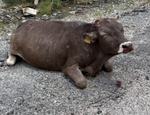 500 Metrelik Kayalıktan Düşen İnek Ağır Yaralandı