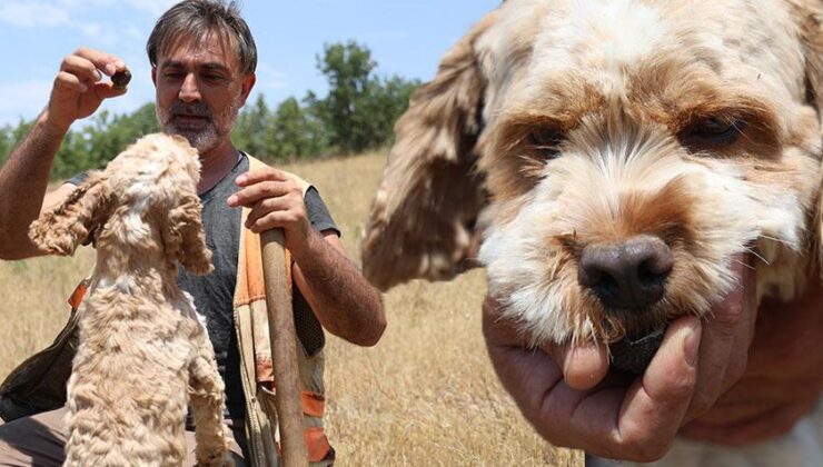 7 Yıldır Köpeği ile Şehir Şehir Geziyor! Dünyanın En Pahalı ‘Elmas’ını Buluyor