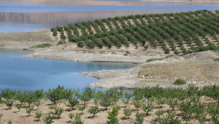 7 Yılın Sonunda Oldu: Hazineden Kiraladığı Arazi Hayatını Değiştirdi “Görmeden İnanmıyorlardı”