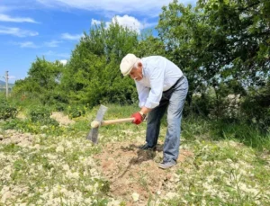 80 Yaşında Tarlada Gençlere Taş Çıkartıyor: Çalışmadan Duramıyorum