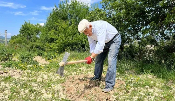 80 Yaşında Tarlada Gençlere Taş Çıkartıyor: Çalışmadan Duramıyorum